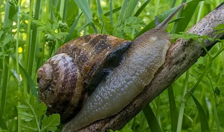 https://escargoexpress.shop/wp-content/uploads/2024/05/Helix-Aspersa-Maxima-1.webp